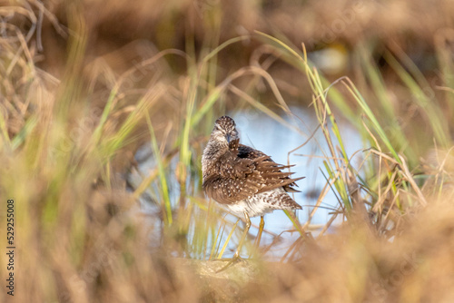 Wood sandpiper stands among the grass