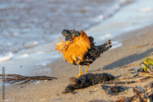 Fotografie Male Ruff (bird) in breeding plumage stands on the shore of the lake