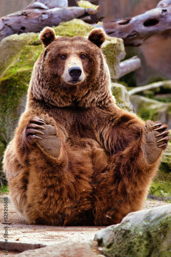 Fototapeta premium funny bear sitting while staring straight ahead