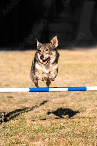 spitz des wisigoths vallhund en agility photo