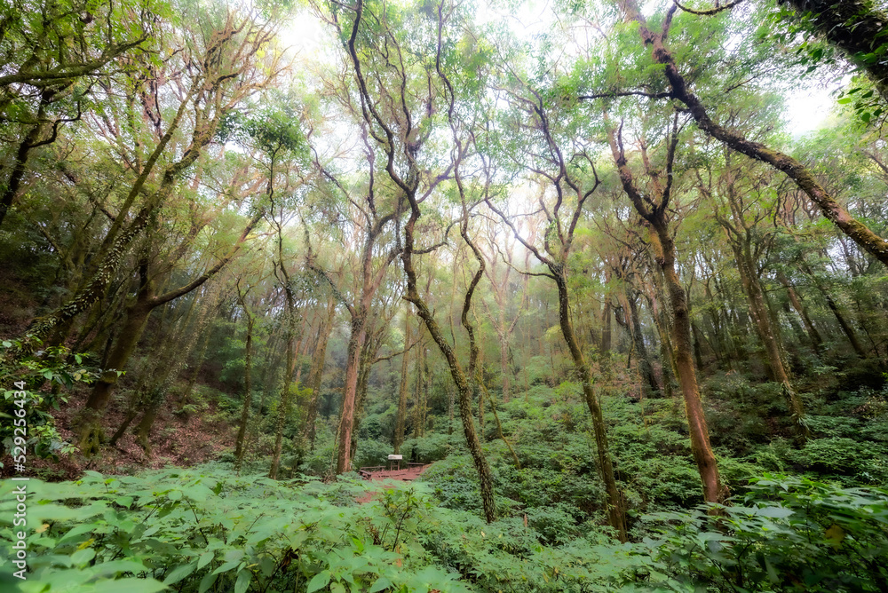 Big trees in the mountain evergreen forrest, cool weather all year round, which is a tourist attraction on Doi inthanon, Thailand Big trees in the mountain evergreen forrest, cool weather all year round, which is a tourist attraction on Doi inthanon, Thailand
