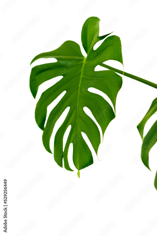 green leaf of monstera deliciosa tropical plant isolated on transparent background. Houseplants from tropical, palm tree. green leaf of monstera deliciosa tropical plant isolated on transparent background. Houseplants from tropical, palm tree.
