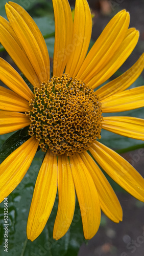close up of yellow flower