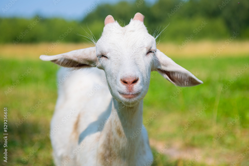 white goat in sunny summer day, close up white goat in sunny summer day, close up