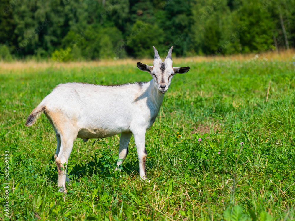 A young white with grey goat in sunny summer day on a field A young white with grey goat in sunny summer day on a field