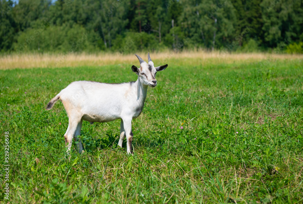 A young white with grey goat in sunny summer day on a field A young white with grey goat in sunny summer day on a field