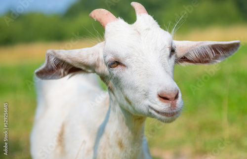 white goat in sunny summer day, close up