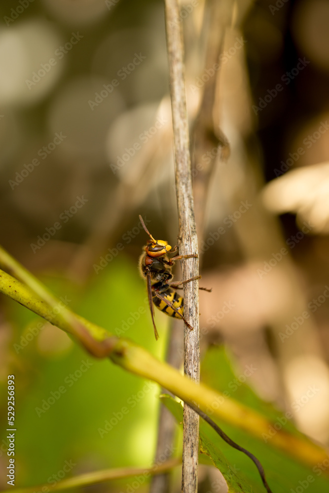 Large hornet on a grape leaf, bright sun Large hornet on a grape leaf, bright sun