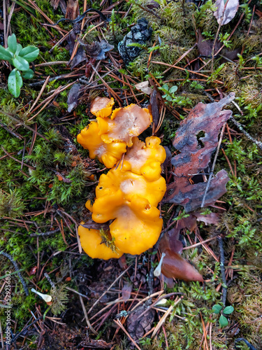 Golden chanterelle mushrooms growing in the forest, among dirt, moss and forest vegetation. Nature scenery of forest ground