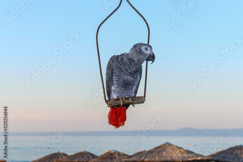 Parrot on a swing 