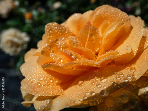 Close-up of golden yellow rose  Goldtopas   Gold Topaz  covered with water droplets. Rose with dark green leaves and clusters of double  yellow flowers