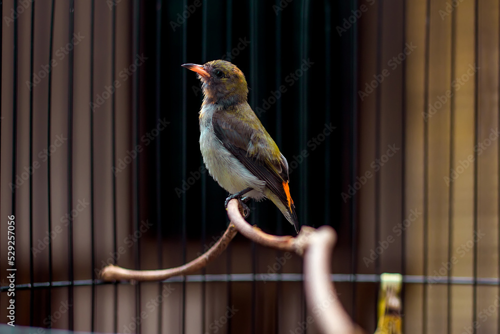 Burung Cabai Merah or Dicaeum cruentatum is a species of bird in the