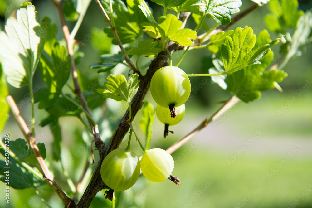 Gooseberries on a branch, close-up. Sunny summer day Gooseberries on a branch, close-up. Sunny summer day