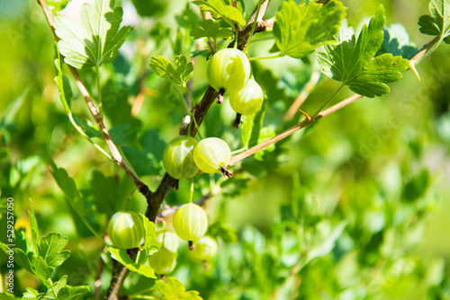 Gooseberries on a branch, close-up. Sunny summer day