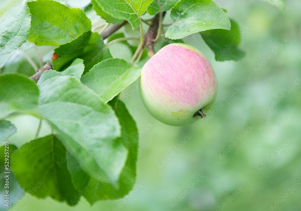 Apple on apple-tree branche in summer day Apple on apple-tree branche in summer day
