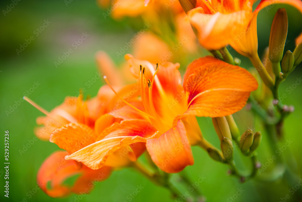 Orange lily flowers against green grass background, close up