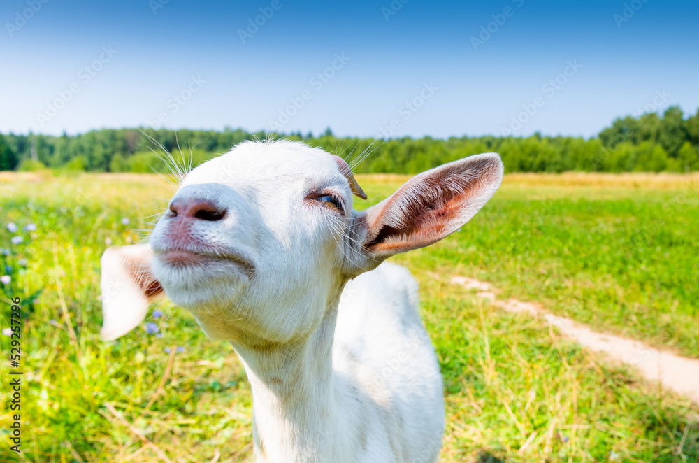 Obraz premium white goat in sunny summer day on a field closed to a forest