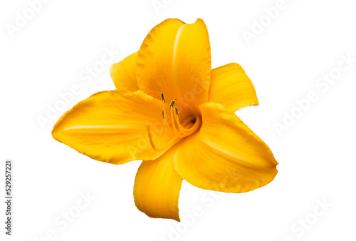 Flower of yellow lily, isolated on white background