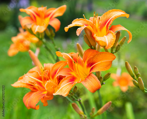 Orange lily flowers against green grass background  close up