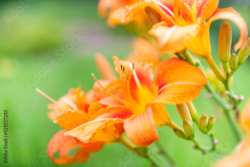 Orange lily flowers against green grass background, close up