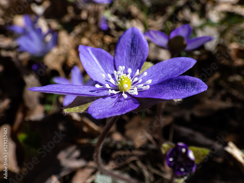 Macro shot of the Common hepatica (Anemone hepatica or Hepatica nobilis) blooming with purple flowers in sunlight in the forest. Beautifu and delicate floral spring background