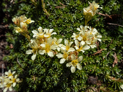 Close-up of Saxifrage (Saxifraga sp.) flowering with white and yellow flowers of five petals in rock garden in sunlight