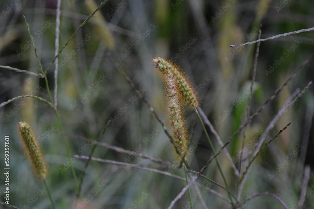 Grashalm Natur