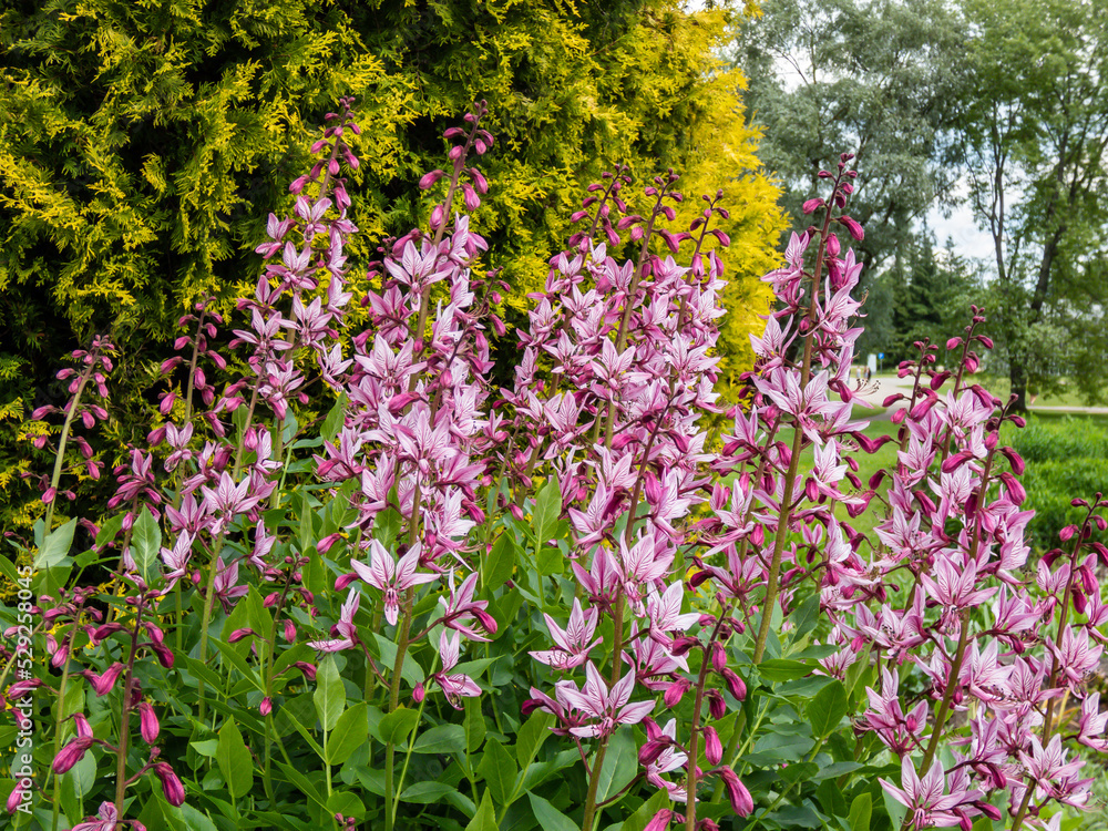 The Burning bush, dittany, gas plant or fraxinella (Dictamnus albus) flowering with five-petalled flowers in colour from pale purple to white with long projecting stamens in garden The Burning bush, dittany, gas plant or fraxinella (Dictamnus albus) flowering with five-petalled flowers in colour from pale purple to white with long projecting stamens in garden