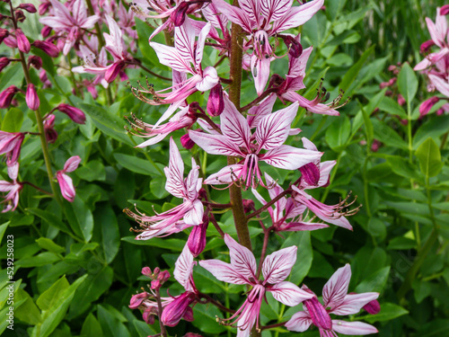 The Burning bush, dittany, gas plant or fraxinella (Dictamnus albus) flowering with five-petalled flowers in colour from pale purple to white with long projecting stamens in garden photo