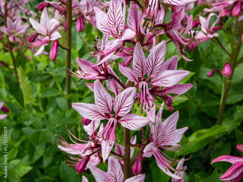 The Burning bush, dittany, gas plant or fraxinella (Dictamnus albus) flowering with five-petalled flowers in colour from pale purple to white with long projecting stamens in garden photo