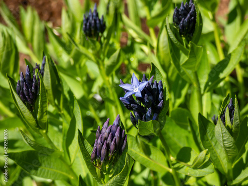 Close-up of the Bluestar (Amsonia) 'Blue ice' flowering with starry-shaped and periwinkle blue flowers in summer among vegetation photo