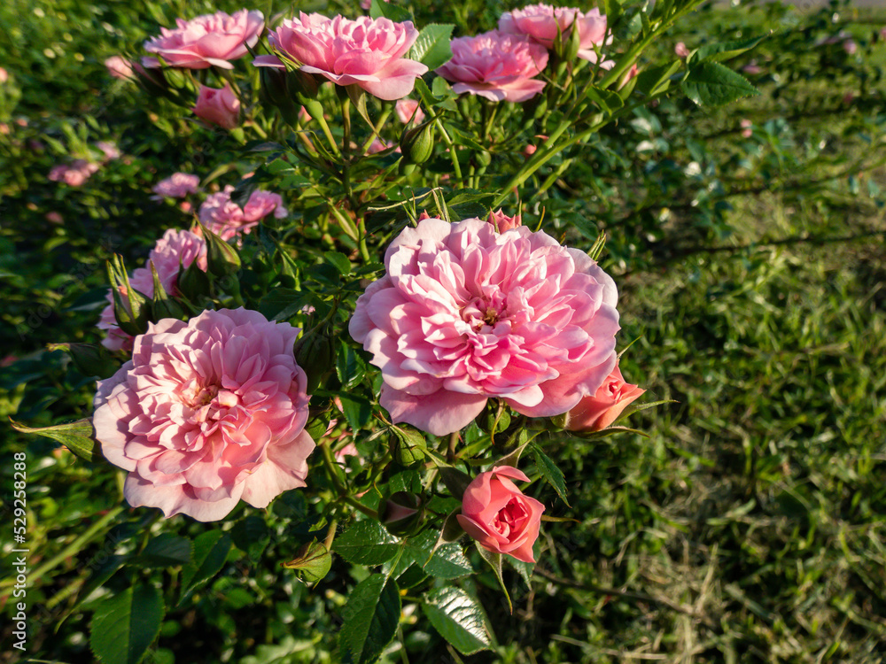 Ground cover rose 'Pink Bells' flowering with beautiful clusters of fully double, pompon, bright pink flowers in summer. Beautiful summer background Ground cover rose 'Pink Bells' flowering with beautiful clusters of fully double, pompon, bright pink flowers in summer. Beautiful summer background