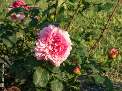 English Shrub Rose Bred By David Austin 'Princess Alexandra of Kent' with unusually large, bright pink flowers that are full-petalled and cupped