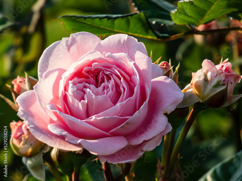 Canvas Print Close-up shot of the floribunda rose Rosengräfin Marie Henriette flowering with