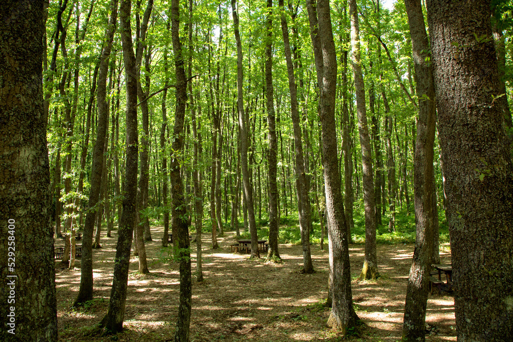 Naklejka premium alberi