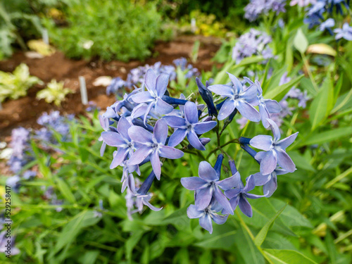 Close-up Bluestar (Amsonia) 'Blue ice' flowering with starry-shaped and periwinkle blue flowers in summer among vegetation photo