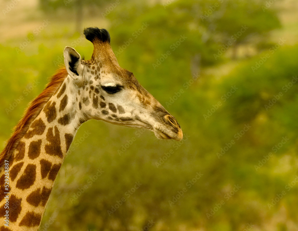 Close up profile portrait of giraffe head Close up profile portrait of giraffe head