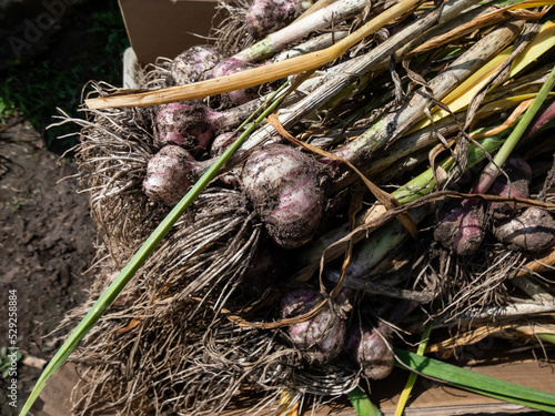 Close-up shot of harvested garlic bulbes with garliv cloves with roots placed in a cardboard box for drying. Harvest of garlic from garden in July photo