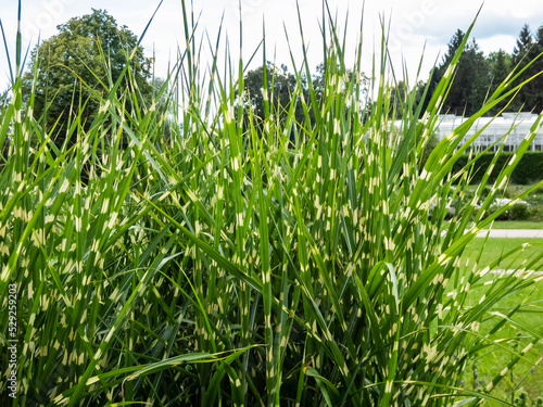 Obraz na plátne Porcupine Grass (Miscanthus sinensis) 'Strictus' - distinctive, ornamental grass
