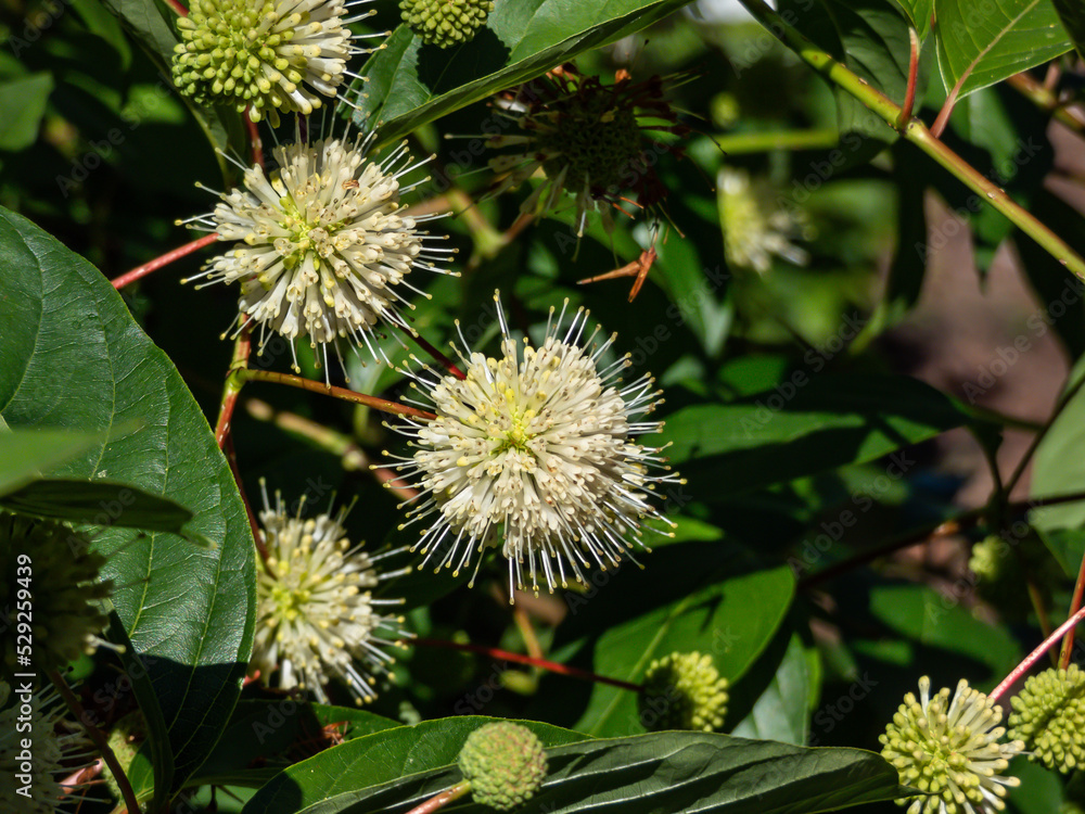 Flowering plant buttonbush, button-willow or honey-bells (Cephalanthus occidentalis) blooming in summer. Macro shot of flower arranged in dense spherical inflorescence Flowering plant buttonbush, button-willow or honey-bells (Cephalanthus occidentalis) blooming in summer. Macro shot of flower arranged in dense spherical inflorescence