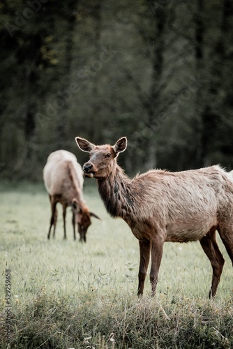 deer in the forest