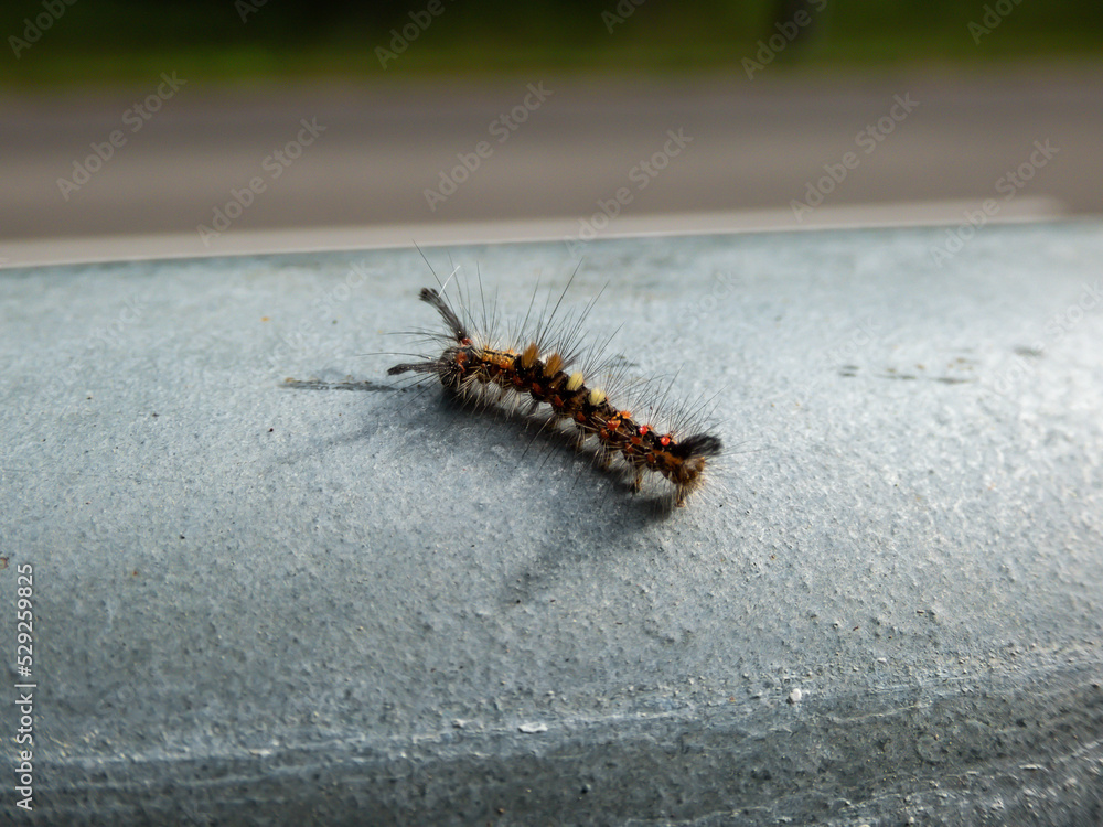 Caterpillar of the rusty tussock moth or vapourer (Orgyia antiqua) showing four clumps of dorsal tussock hairs crawling on a beam Caterpillar of the rusty tussock moth or vapourer (Orgyia antiqua) showing four clumps of dorsal tussock hairs crawling on a beam