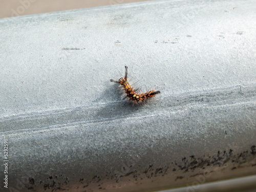 Caterpillar of the rusty tussock moth or vapourer (Orgyia antiqua) showing four clumps of dorsal tussock hairs crawling on a beam photo