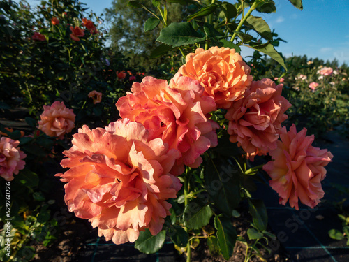 Variety of floribunda rose ' Easy Does It' with small clusters of cupped, open, ruffled, tangerine to peach pink flowers. Packed with wavy petals, the stunning blossoms emit a fragrance