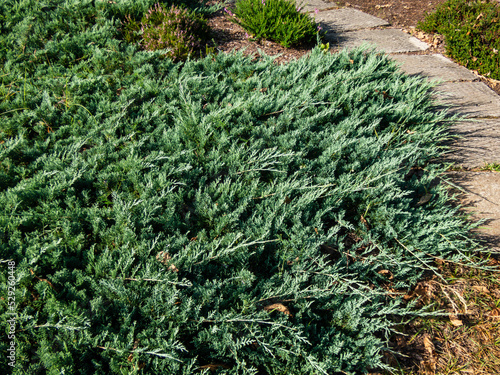 Close-up of Creeping juniper (Juniperus horizontalis) 'Douglasii'. Low spreading shrub and a stunning ground cover. Bluest of the cultivars, gray in winter