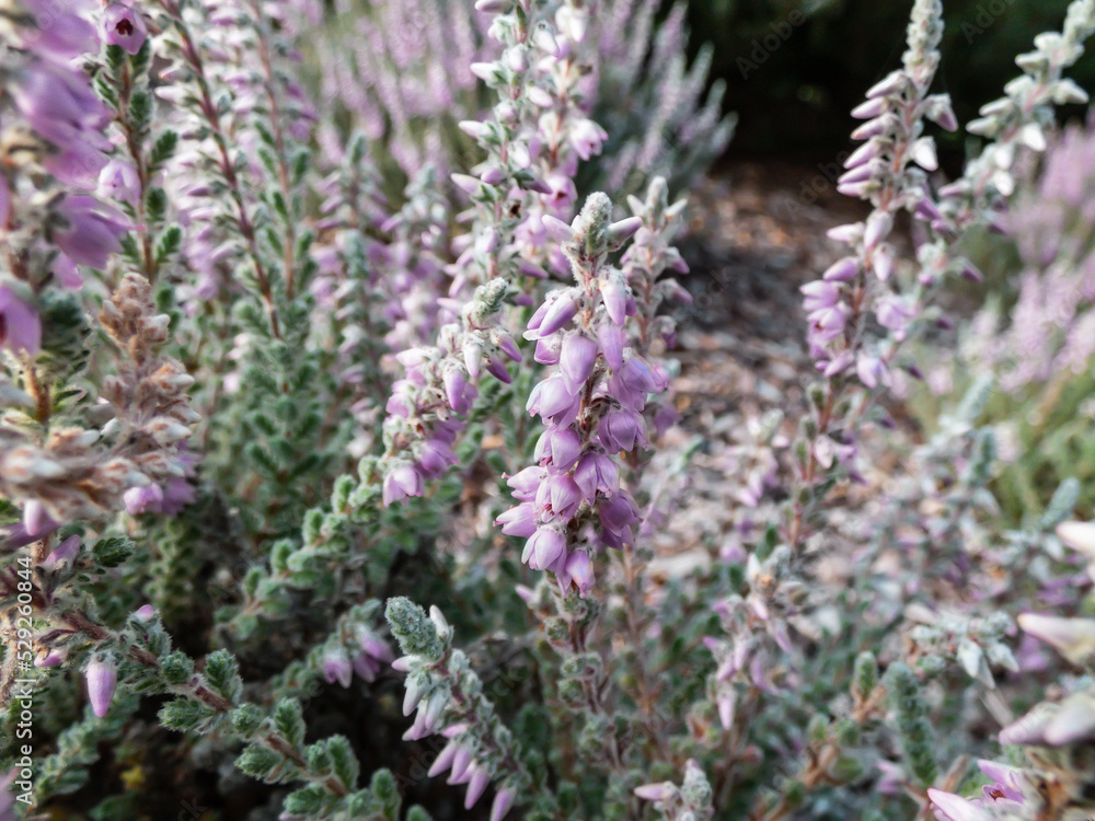 Obraz premium Macro of Calluna vulgaris 'Grizabella' with pale grey foliage flowering with lavender coloured flowers in summer through to autumn