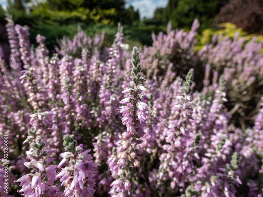 Obraz premium Macro of Calluna vulgaris 'Silver cloud' with bright silvery-grey foliage flowering with spikes of pale purple flowers in summer through to autumn