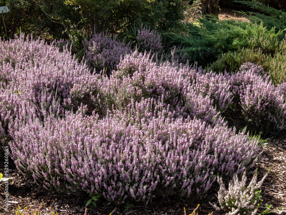 Macro of Calluna vulgaris 'Silver cloud' with bright silvery-grey foliage flowering with spikes of pale purple flowers in summer through to autumn Macro of Calluna vulgaris 'Silver cloud' with bright silvery-grey foliage flowering with spikes of pale purple flowers in summer through to autumn