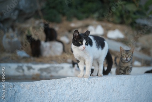 Stray Aegean cats on an island