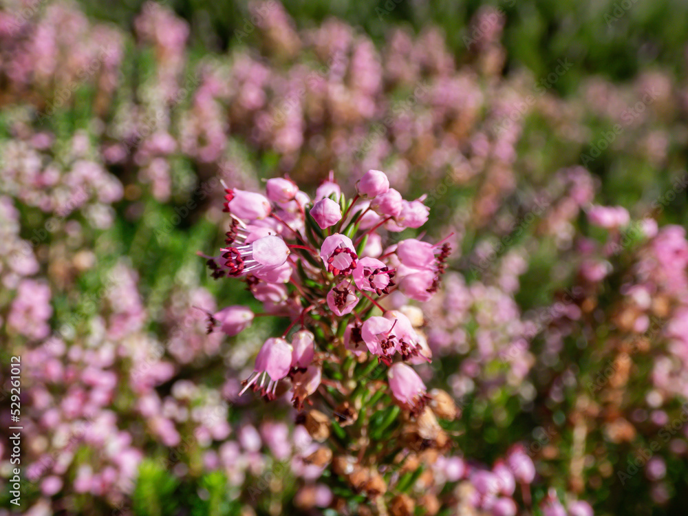 Macro of Cornish heath or wandering heath (Erica vagans) 'Pyrenees Pink' with dark green foliage flowering with long racemes of deep pink flowers that fade to white Macro of Cornish heath or wandering heath (Erica vagans) 'Pyrenees Pink' with dark green foliage flowering with long racemes of deep pink flowers that fade to white